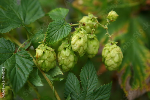 Hops is a plant from which bitterness and syrup are made as the main flavor ingredient for beer. 
