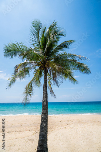 Palm tree on the beautiful tropical sandy beach over blue sea and sky background © stryjek