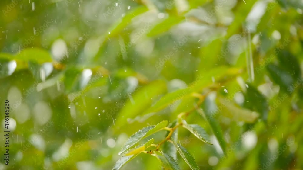 Large drops of rain slowly fall on the green leaves Large drops of rain slowly fall on the green leaves