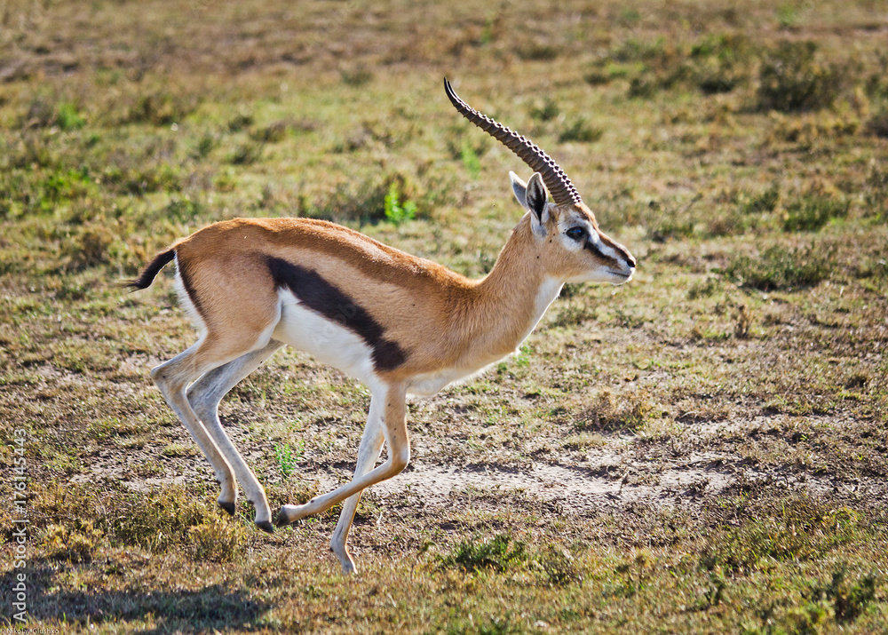 Africa Africa