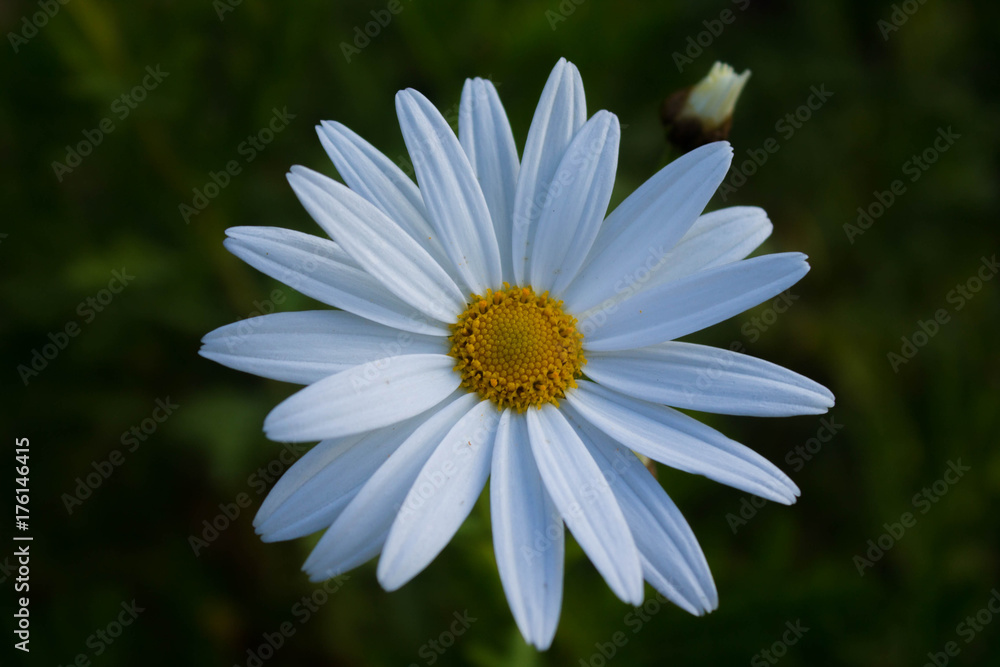 Flor Flor
