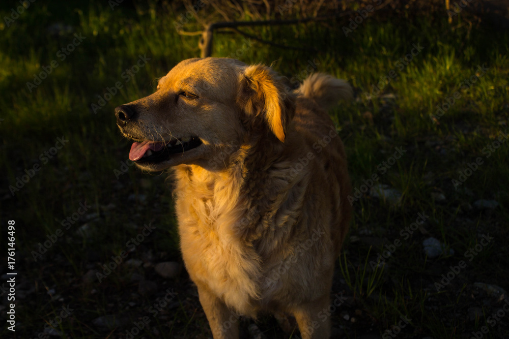 Fototapeta premium Perro