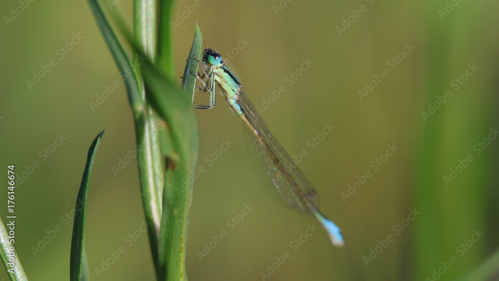 Caballito del diablo, zygoptera Caballito del diablo, zygoptera