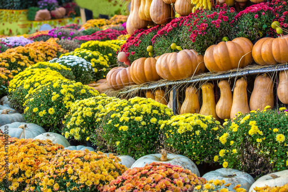 A composition of pumpkins lined up in rows, against a background of yellow and red flowers. Colorful autumn in Moscow city, Russia.