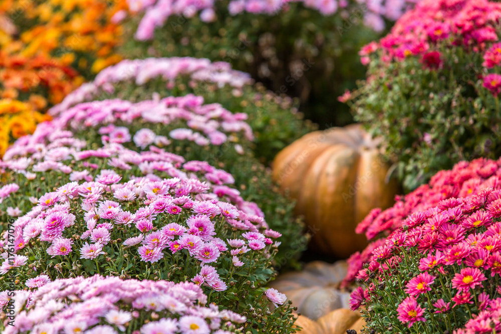 Flower beds with chrysanthemums, between which lie the yellow pumpkin. Colorful autumn in Moscow city, Russia.