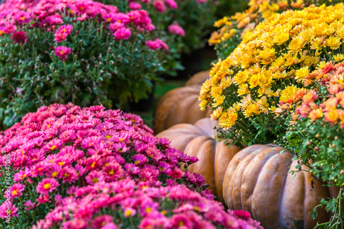 Fototapeta Naklejka Na Ścianę i Meble -  Yellow large pumpkins lie on the ground, between rows of red flowers - chrysanthemums. Colorful autumn in Moscow city, Russia.