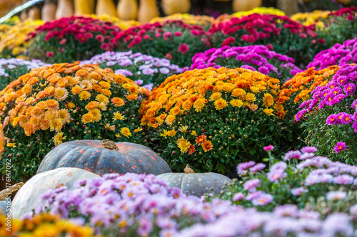A large black pumpkin on a background of yellow, red and purple flowers - chrysanthemums. Colorful autumn in Moscow city, Russia.