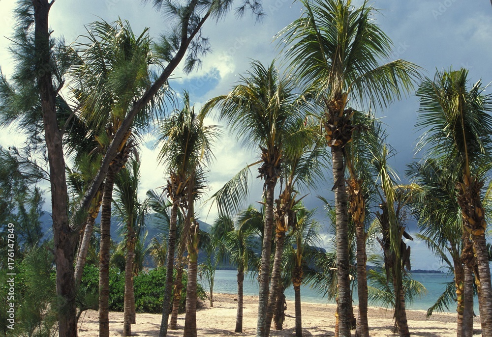 Obraz premium Plage de sable blanc avec palmier et cocotier sur l'île Maurice