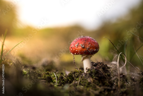mushroom in the fall in the forest