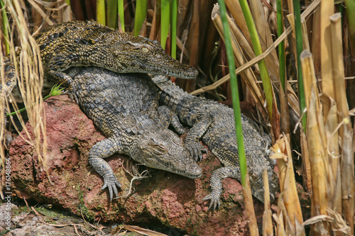 Three crocodiles on the terracotta stone relax under the sun among dry grass stalks