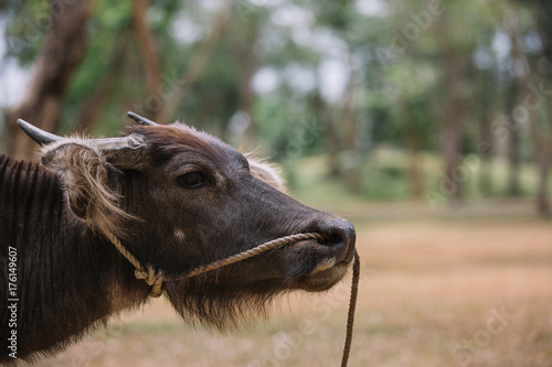 Portrait of young, adolescent carabao with harness photo