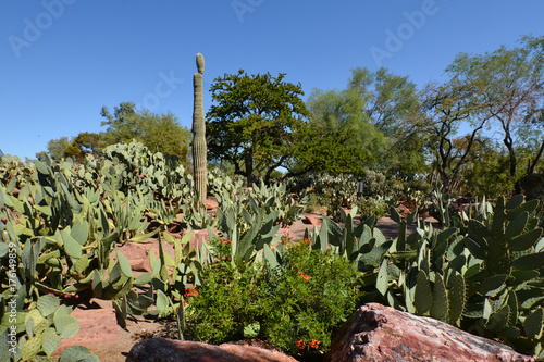 Cactus Garden, Henderson, Las Vegas photo