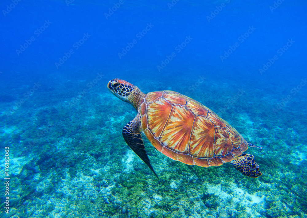 Obraz premium Marine turtle in seawater. Sea tortoise underwater photo. Sea turtle in coral reef