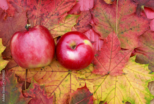  couple of ripe juicy red Apple lying on a wooden table surrounded by colorful maple leaves