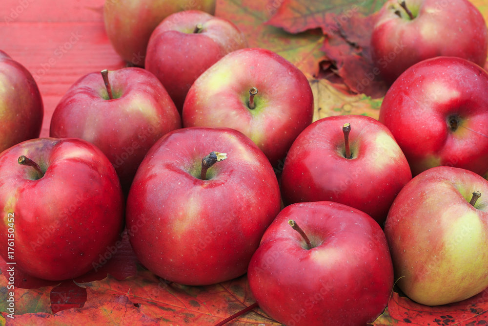 lot of red apples lie on a wooden table on colorful maple leaves in autumn garden lot of red apples lie on a wooden table on colorful maple leaves in autumn garden