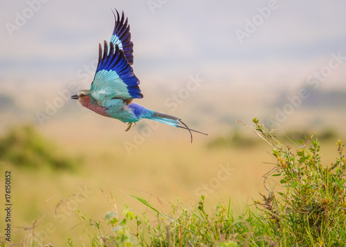 Lilac-breasted roller in flight, Kenya photo