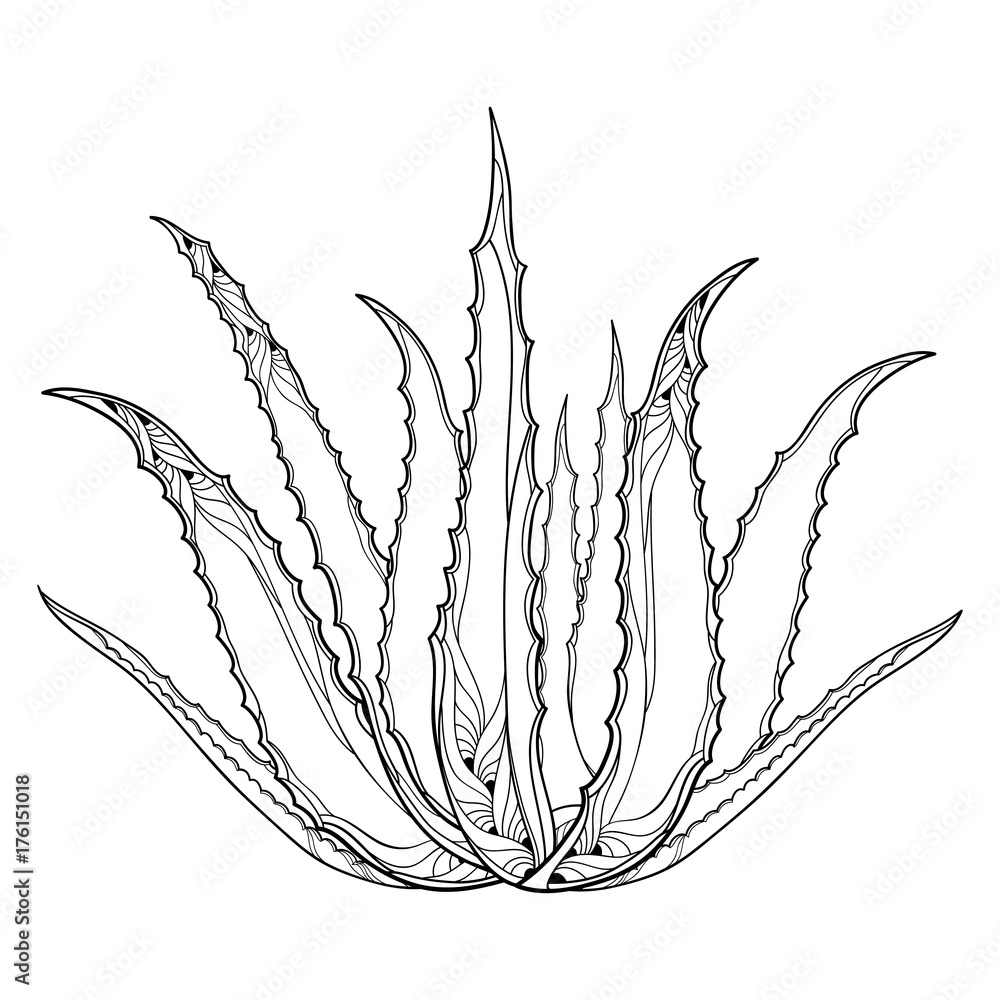 Vettoriale Stock Vector drawing of outline Aloe vera or true Aloe plant  with fleshy leaf in black isolated on white background. Alternative  medicinal and cosmetic plant in contour for summer design and