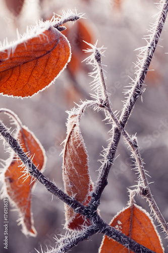 Autumn branches with hoar frost and cobwebs in the rays of the rising sun