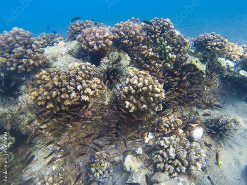 Coral reef formation. Exotic island shore shallow water. Tropical seashore landscape underwater photo.