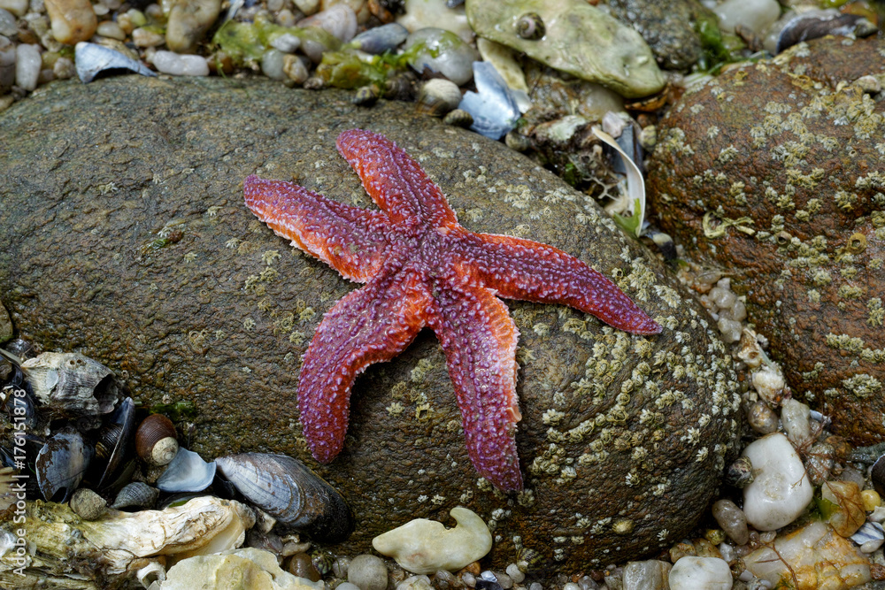 Starfish on a rock at low tide Starfish on a rock at low tide