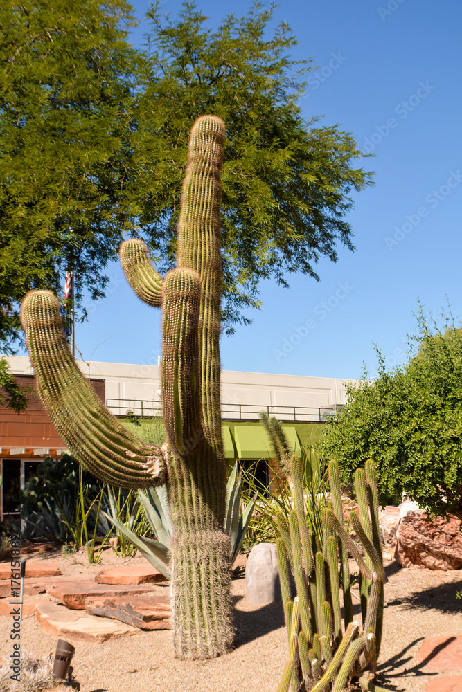 Fototapeta premium Cactus Garden, Henderson, Las Vegas