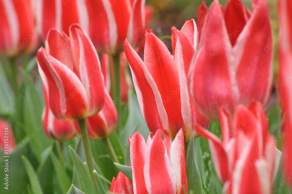 Tulipany Tulipany