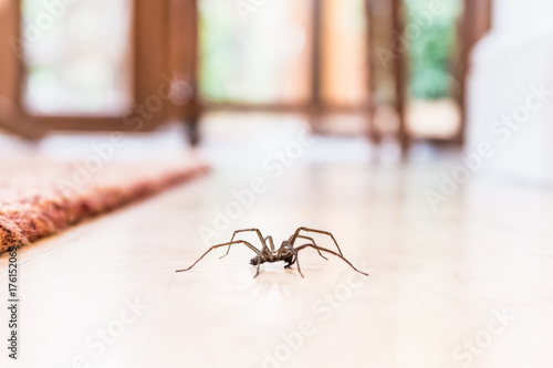 common house spider on a smooth tile floor seen from ground level in a kitchen in a residential home