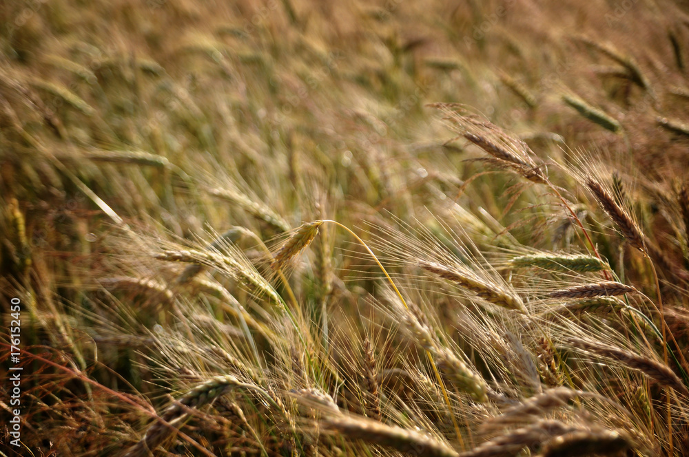 Fototapeta premium Kłosy