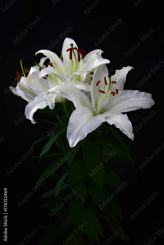 White lily on black background