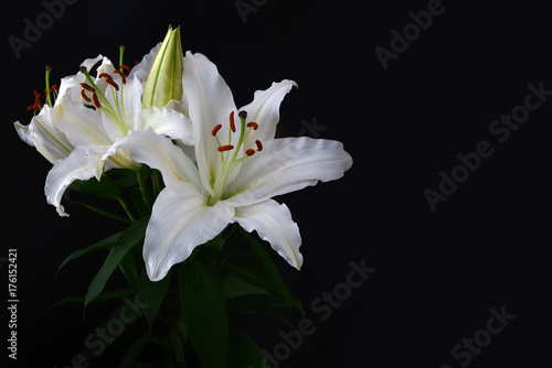 White lily on black background