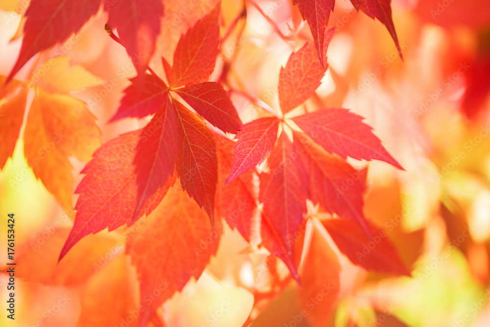 Background from autumn leaves. Background from autumn leaves.