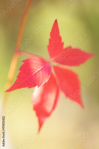 Single red autumn leaf