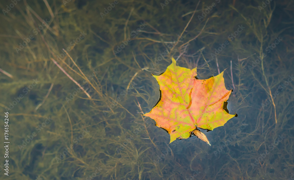 maple leaf in water, floating autumn maple leaf maple leaf in water, floating autumn maple leaf