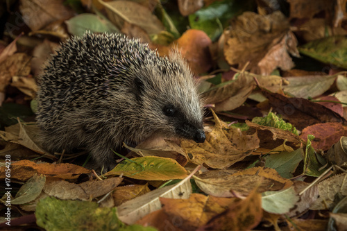 hedgehog in autumn leaves