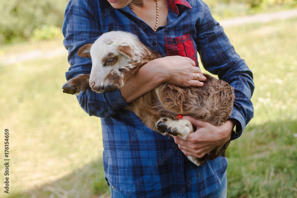 Fototapeta premium a woman holds a lamb on her hands breeding and sheep breeding farm a young woman of European appearance carries a small lamb on her hands