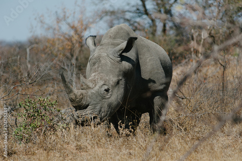 White Rhino