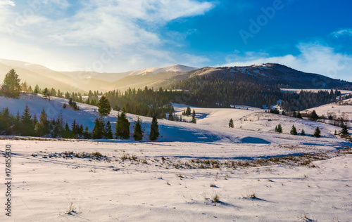 spruce forest on snowy hills. gorgeous winter landscape in mountains