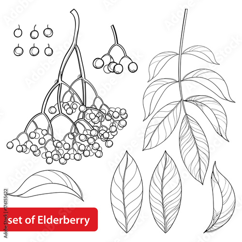 Vector set with outline Sambucus nigra or black elder or elderberry, bunch, berry and leaves isolated on white background. Drawing of elderberry in contour style for autumn design and coloring book.