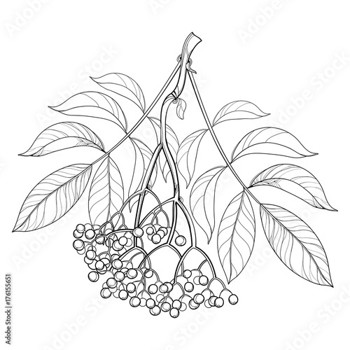 Vector branch with outline Sambucus nigra or black elder or elderberry, bunch, berry and leaves isolated on white background. Elderberry drawing in contour style for autumn design and coloring book.