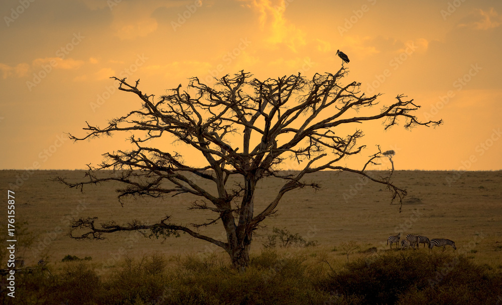 Silhouette of a large acacia tree at sunset over the Masai Mara plains with a stork in profile