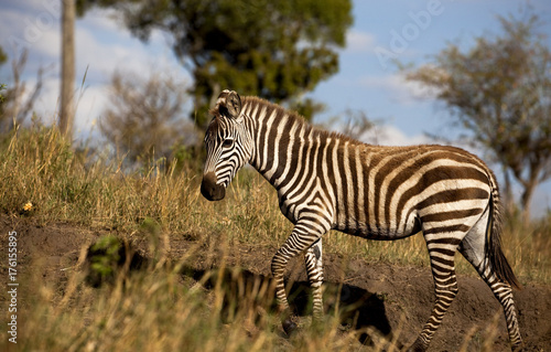 A baby zebra walks across dry landscape with a blue sky in Kenya s Masai Mara ecosystem