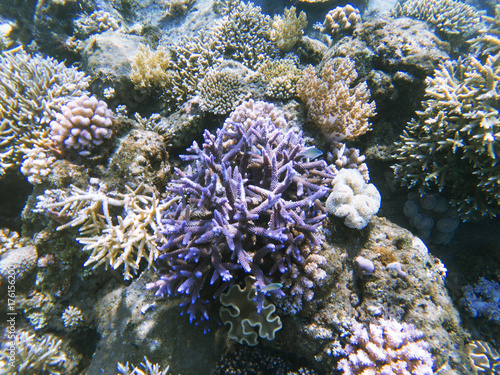 Tropical seashore landscape underwater photo. Coral reef animal.