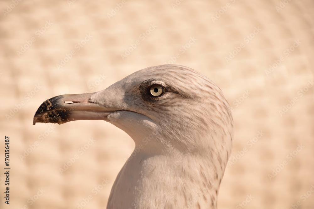 seagull seagull