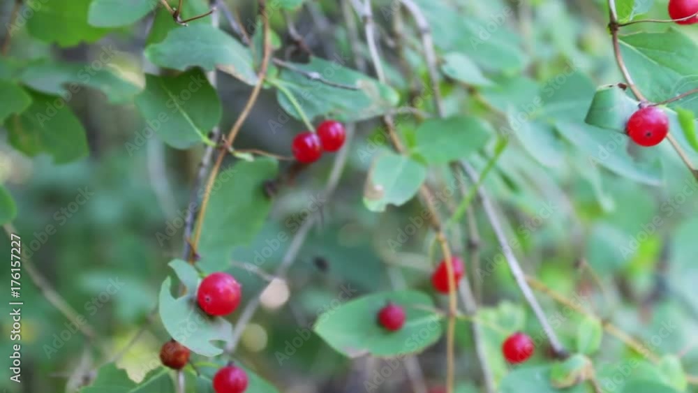Red wild forest berries grow in the bush in the summer and sway in the wind close up Red wild forest berries grow in the bush in the summer and sway in the wind close up