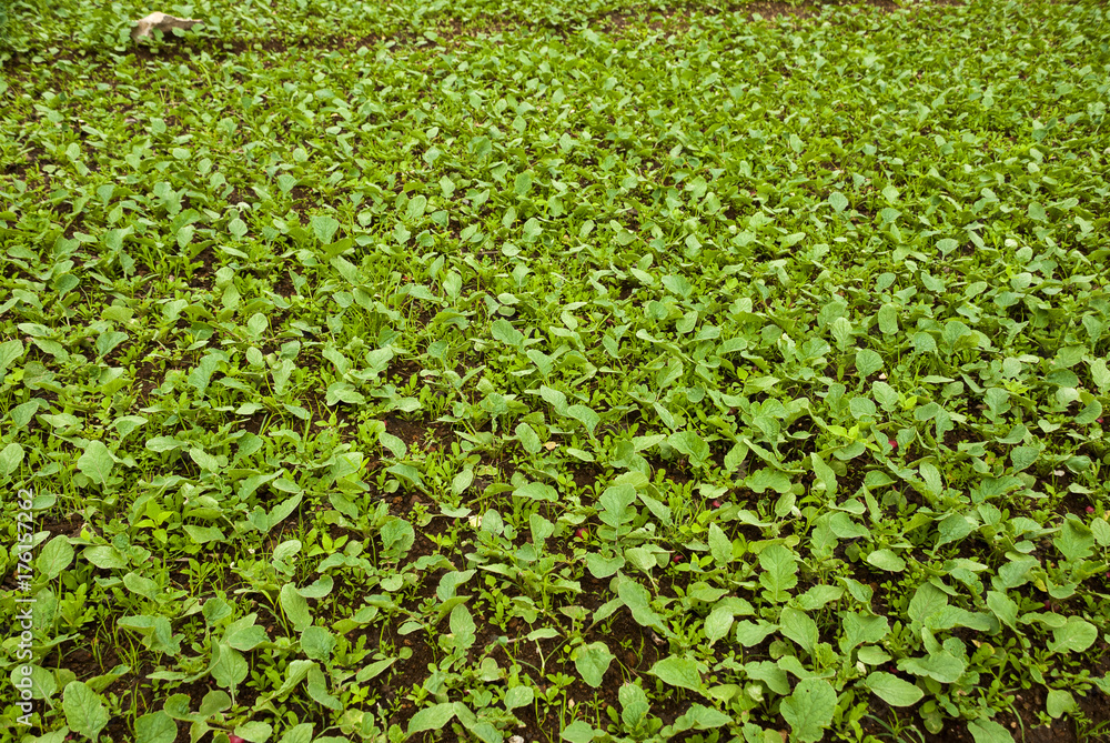 Field planted with organic radish in Zunil, Quetzaltenango, Guatemala. Field planted with organic radish in Zunil, Quetzaltenango, Guatemala.