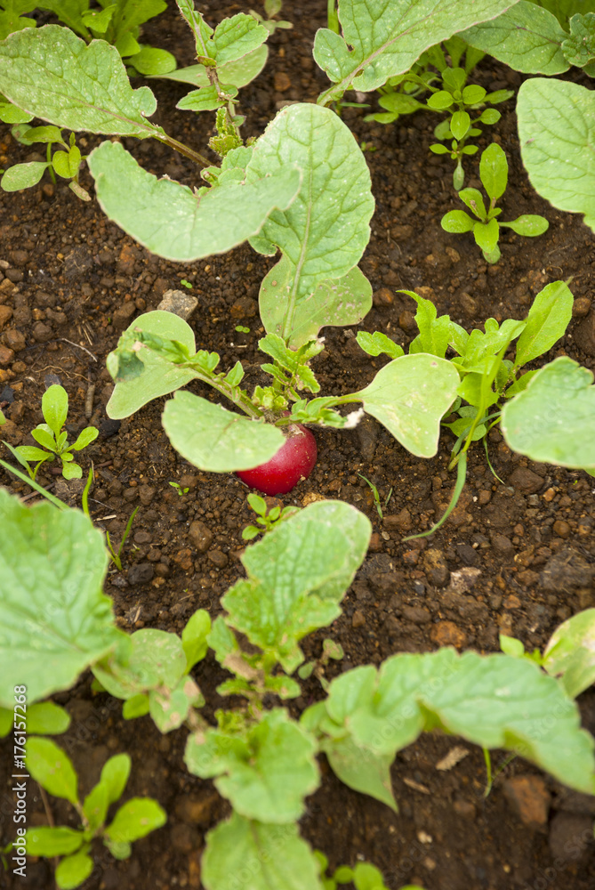 Field planted with organic radish in Zunil, Quetzaltenango, Guatemala. Field planted with organic radish in Zunil, Quetzaltenango, Guatemala.