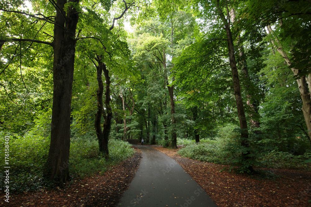 Fototapeta premium Late summer in a forest in Wales