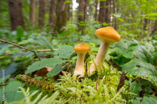 Honey Agaric mushrooms in autumn forest.