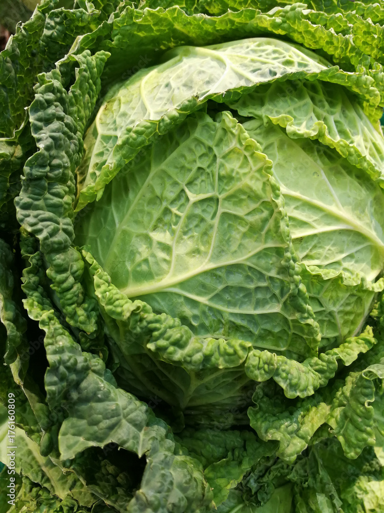 healthy green cabbage healthy green cabbage