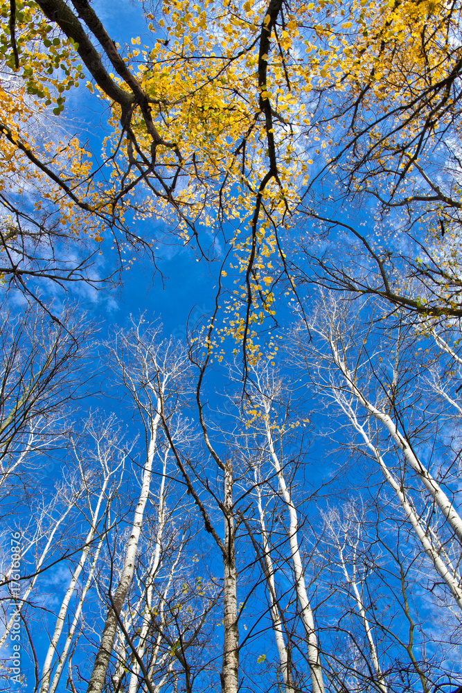 Poplar crown on blue sky in autumn Poplar crown on blue sky in autumn